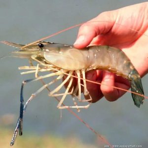 Black Tiger Prawn (Penaeus monodon)