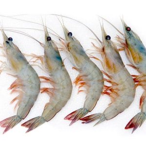 Freshwater Scampi (Giant River Prawn)